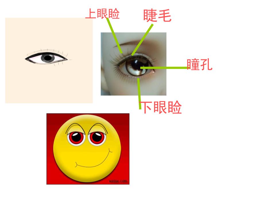 大班美术《明亮的眼睛》PPT课件教案大班美术:明亮的眼睛.ppt_第3页