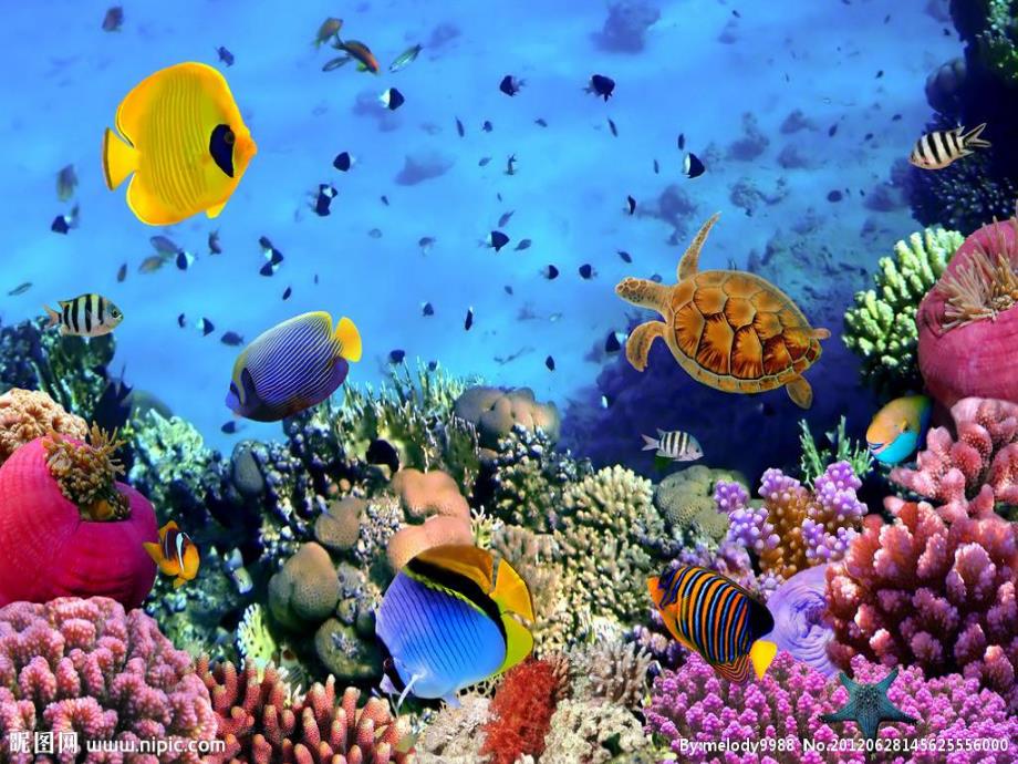 大班科学活动《海洋世界》PPT课件教案大班科学:海洋世界.ppt_第3页