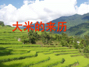 大班社会《大米的来历》PPT课件大米的来历PPT...ppt
