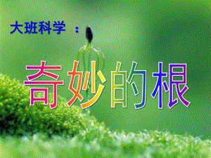 大班科学《奇妙的根》PPT课件教案大班科学：奇妙的根.ppt