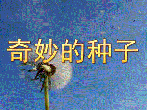 大班科学《奇妙的种子》PPT课件教案PPT课件.ppt