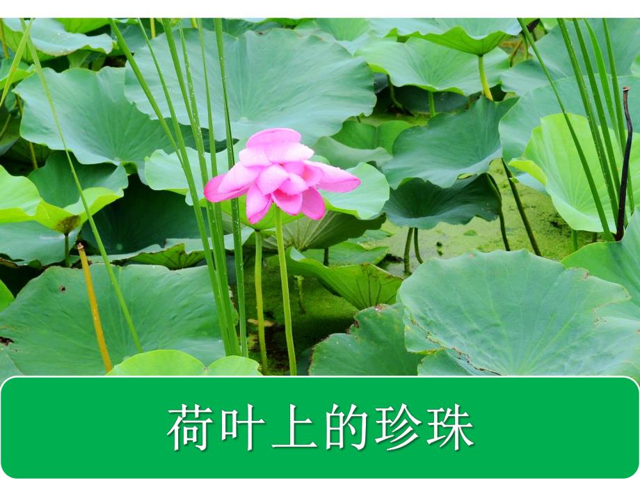 大班语言《荷叶上的珍珠》PPT课件教案大班语言-荷叶上的珍珠.ppt_第1页