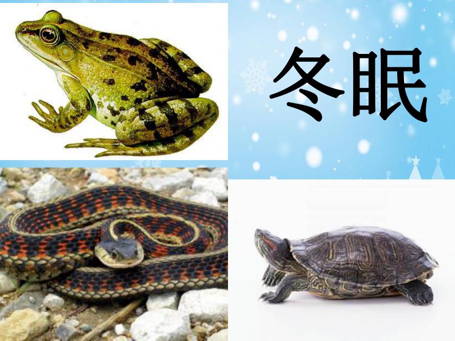 大班科学优质课《冬天里的动物》PPT课件教案大班科学课件:冬天里的动物.ppt_第3页