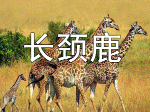 幼儿园美术教学《长颈鹿》PPT课件长颈鹿的美术教学PPT.ppt