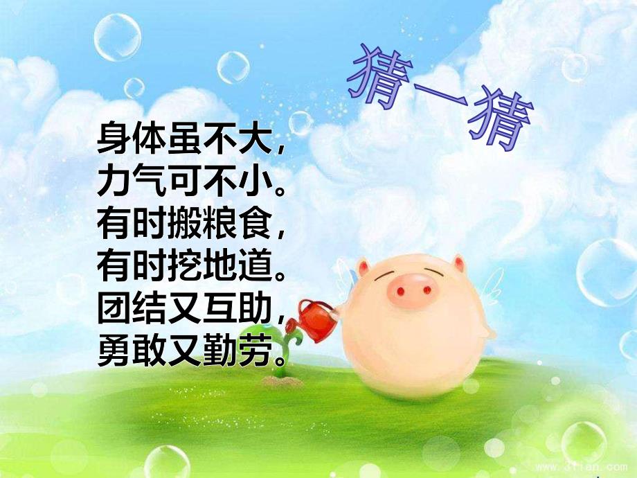 大班美术《忙碌的蚂蚁》PPT课件教案蚂蚁搬西瓜.ppt_第2页
