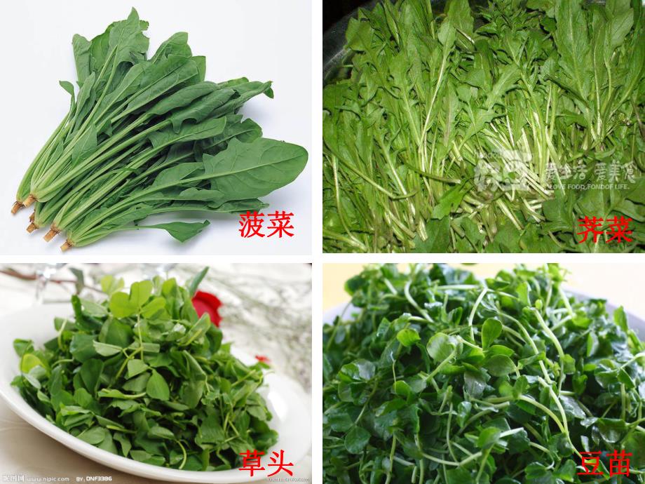 大班科常《菜地里的歌》PPT课件教案ppt课件.ppt_第2页