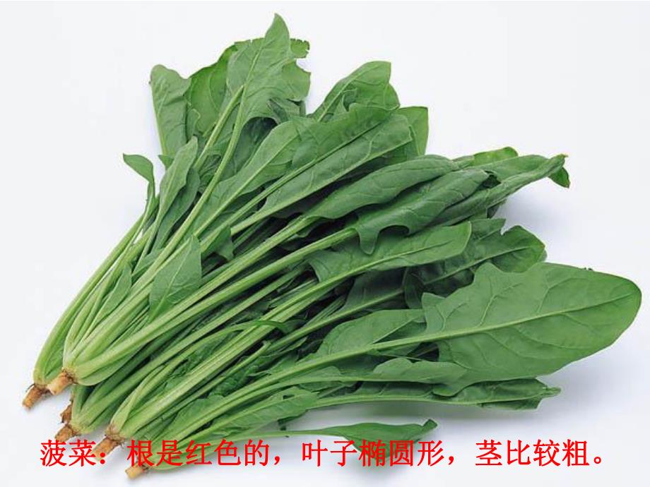 大班科常《菜地里的歌》PPT课件教案ppt课件.ppt_第3页