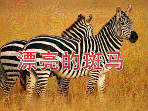 大班美术《漂亮的斑马》PPT课件教案漂亮的斑马.ppt