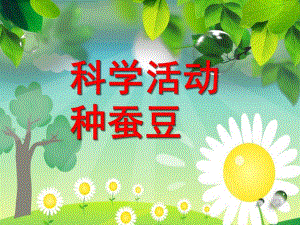 幼儿园科学活动《种蚕豆》PPT课件.ppt