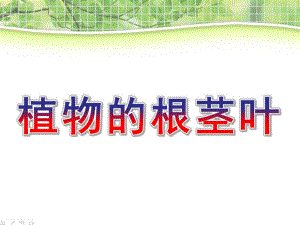 大班科学《植物的根茎叶》PPT课件教案d667ccee09a1284ac850ad02de80d4d8d15a0188.ppt