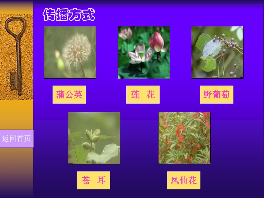 大班科学活动《种子的传播》PPT课件教案大班科学活动:种子的传播.ppt_第3页