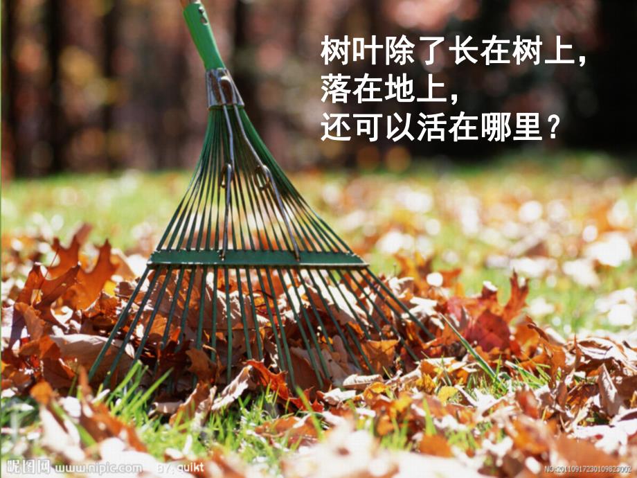 大班艺术《树叶可以做什么》PPT课件教案树叶可以做什么.ppt_第2页
