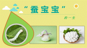 大班科学《蚕宝宝的一生》PPT课件教案蚕宝宝的一生-精编版(科学.ppt