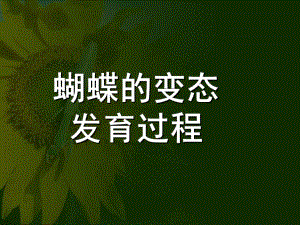 大班科学《蝴蝶的发育过程》PPT课件幼儿园课件蝴蝶的发育过程.ppt
