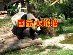 大班科学活动《国宝大熊猫》PPT课件教案幼儿园大班科学活动：国宝大熊猫.ppt