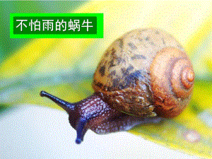 幼儿园《不怕雨的蜗牛》PPT课件不怕雨的蜗牛.ppt