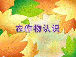 大班科学《农作物认识》PPT课件设计幼儿园大班科学教学课件—农作物认识.ppt