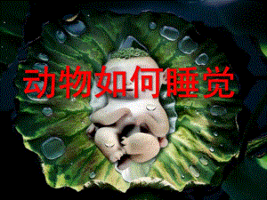 大班科学《动物如何睡觉》PPT课件教案动物如何睡觉(幼儿园大班)定稿.ppt