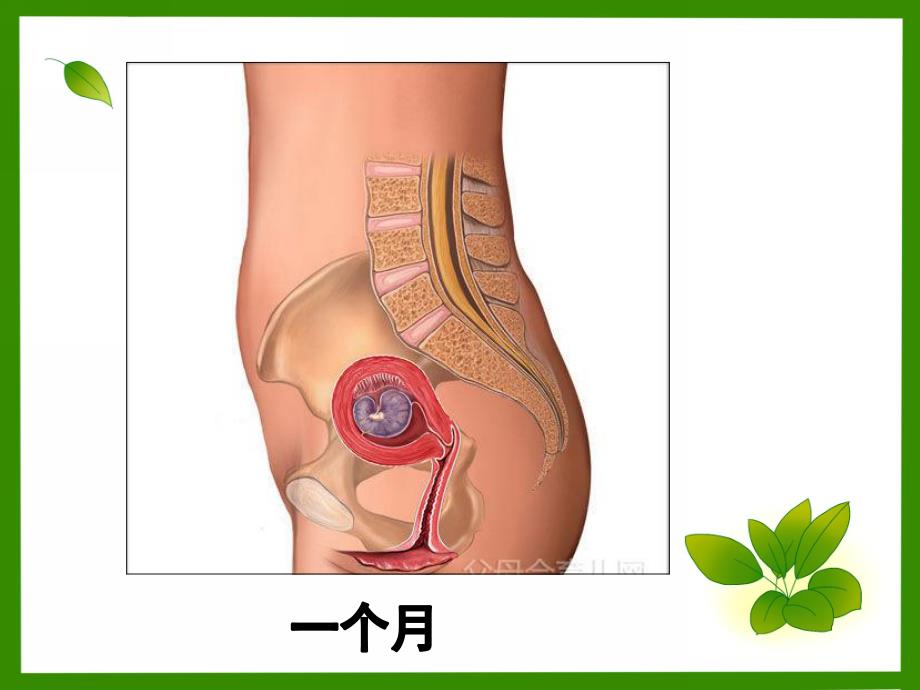 大班科学《宝宝从哪儿来》PPT课件教案大班科学宝宝从哪里来.ppt_第3页