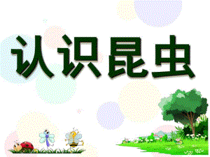 幼小衔接科学《认识昆虫》PPT课件幼小衔接课件科学-认识昆虫.ppt