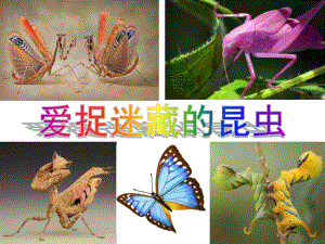 中班科学《爱捉迷藏的昆虫》PPT课件教案PPT课件.pptx
