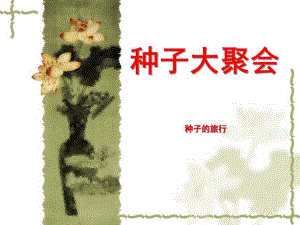 大班科学《种子大聚会》PPT课件教案大班科学种子的聚会.pptx