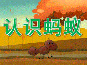 中班科学《认识蚂蚁》PPT课件教案PPT课件.pptx