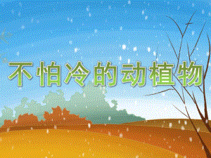 小班科学《不怕冷的动植物》PPT课件教案PPT课件.ppt
