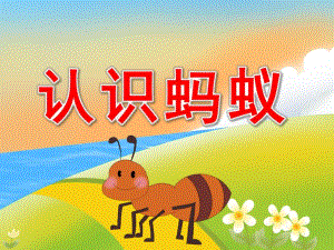大班科学《认识蚂蚁》PPT课件教案配音PPT课件.pptx