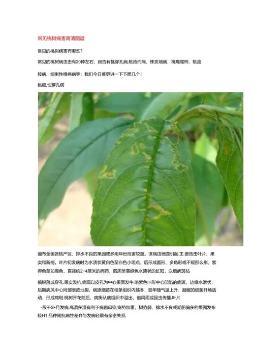 常见桃树病害高清图谱.docx