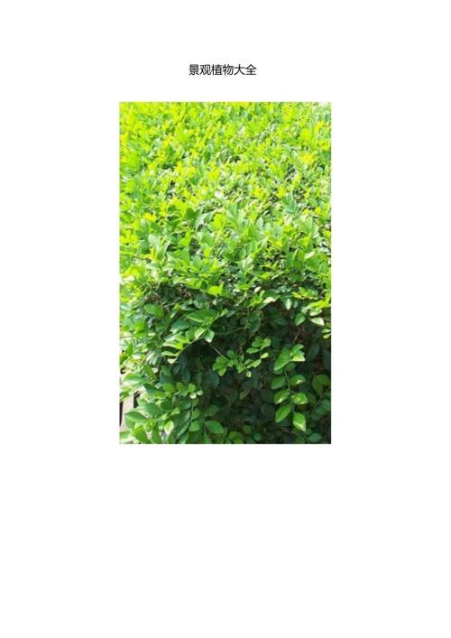 常见景观植物大全75619.docx