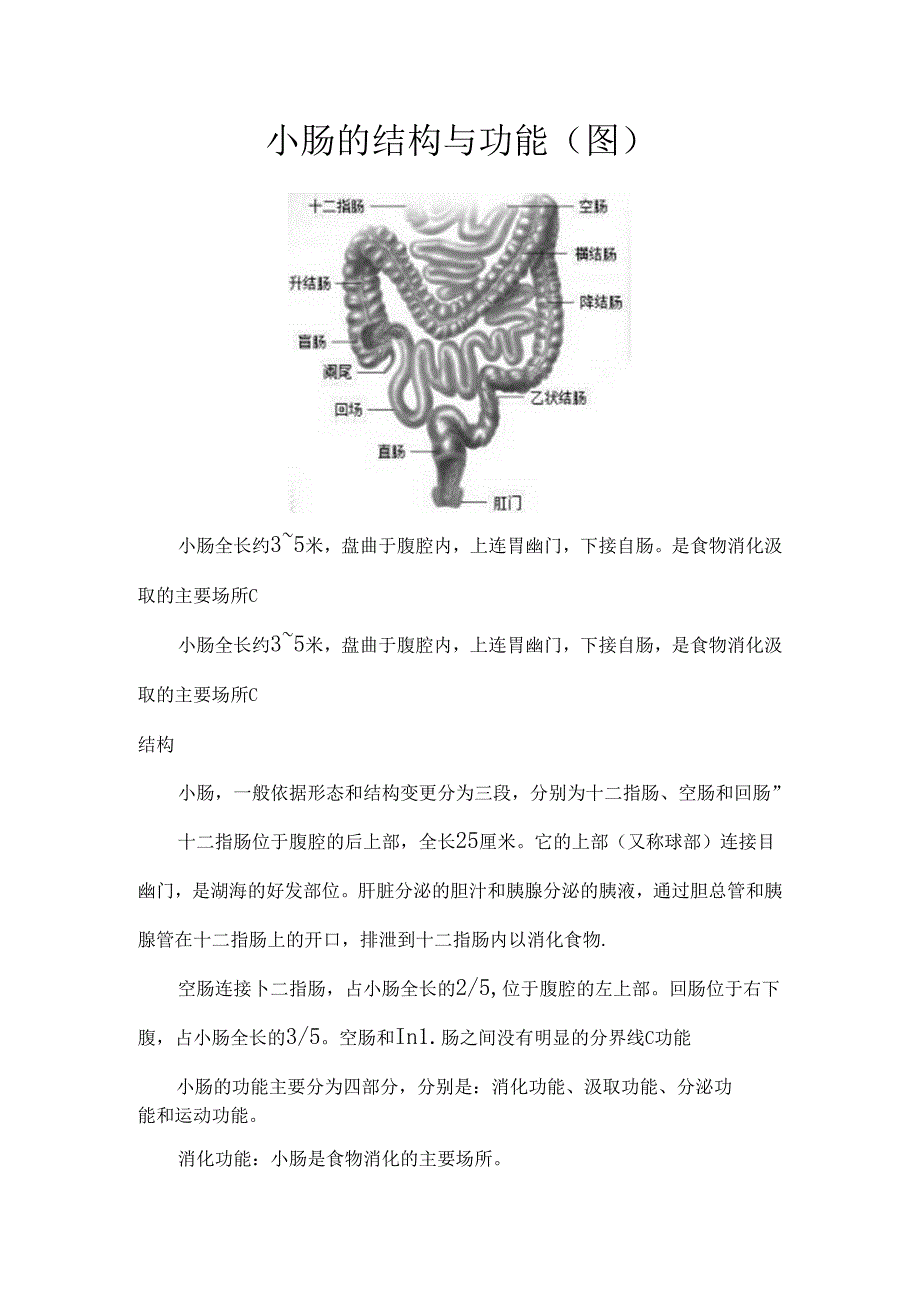 小肠的结构与功能图.docx_第1页